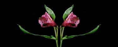 Original Fine Art Botanic Photography by Yigal Pardo