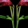 Signed & numbered with Certificate of Authenticity.

Studio shot of red flower with replication as a mirror,
The photograph is a part from a series of photographs of flowers that I take in the studio,
I do different manipulation in Photoshop that changes the attitude and meaning of the photographed flower.