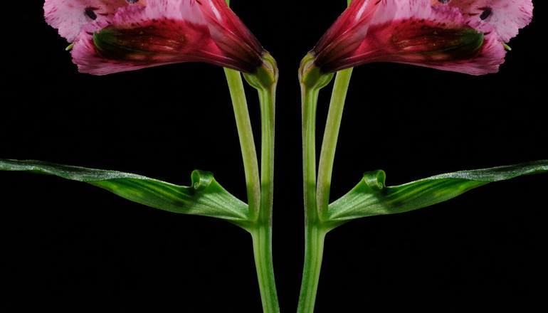 Original Fine Art Botanic Photography by Yigal Pardo