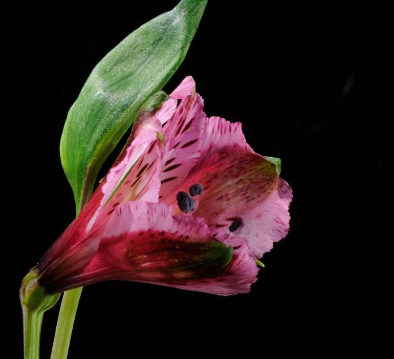 Original Fine Art Botanic Photography by Yigal Pardo