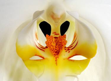 Original Floral Photography by Yigal Pardo