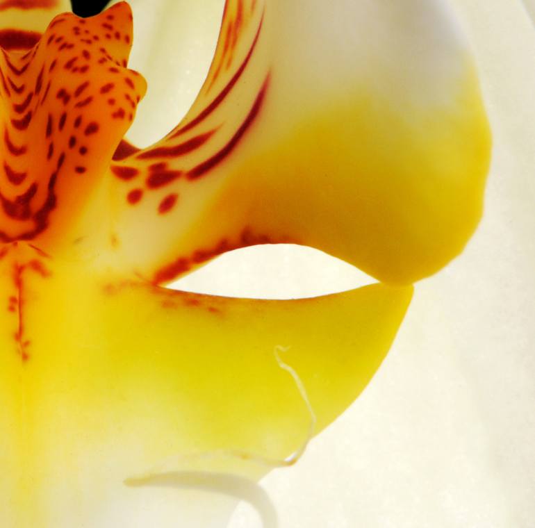 Original Abstract Expressionism Floral Photography by Yigal Pardo