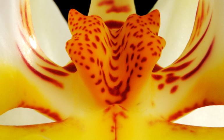 Original Abstract Expressionism Floral Photography by Yigal Pardo