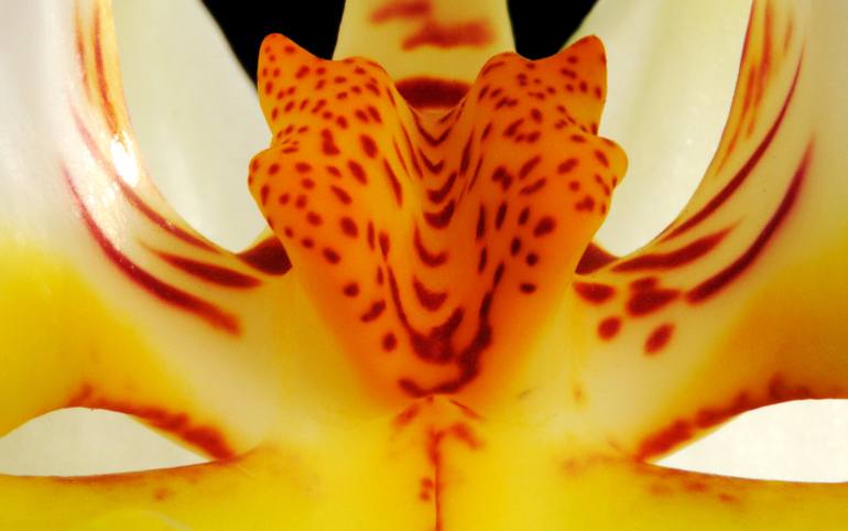 Original Floral Photography by Yigal Pardo