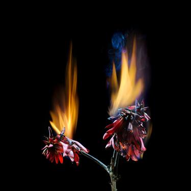 Original Fine Art Floral Photography by Yigal Pardo