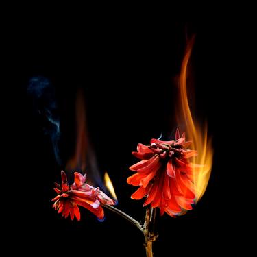 Print of Expressionism Floral Photography by Yigal Pardo