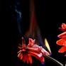 Signed & numbered with Certificate of Authenticity.

A studio shot of burning red flower on black background.
All the photos in this series are still life of an exotic flower with an extra of fire flames.
The photograph is a part from a series of photographs of flowers that I take in the studio,
In the act of photography I do different manipulation that changes the attitude and meaning of the photographed flower.

In each photo you can see a different relationship between the flower and the fire.
