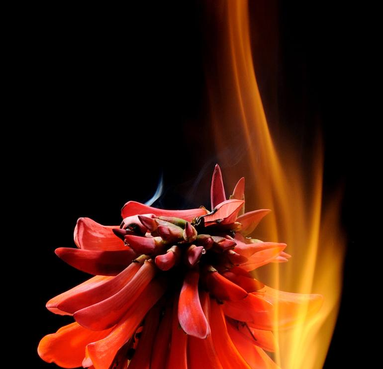 Original Expressionism Floral Photography by Yigal Pardo