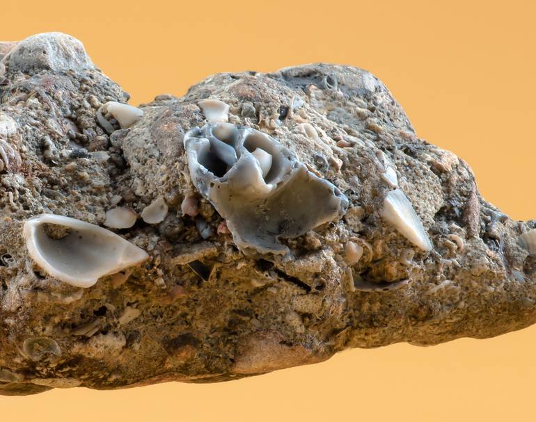 Original Conceptual Abstract Photography by Yigal Pardo