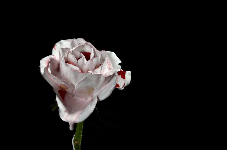 Original Floral Photography by Yigal Pardo