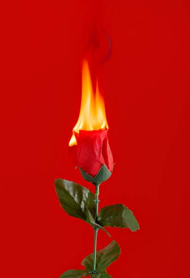 Print of Conceptual Floral Photography by Yigal Pardo