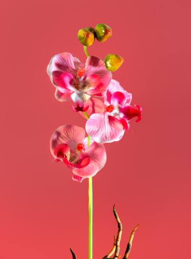 Original Fine Art Floral Photography by Yigal Pardo