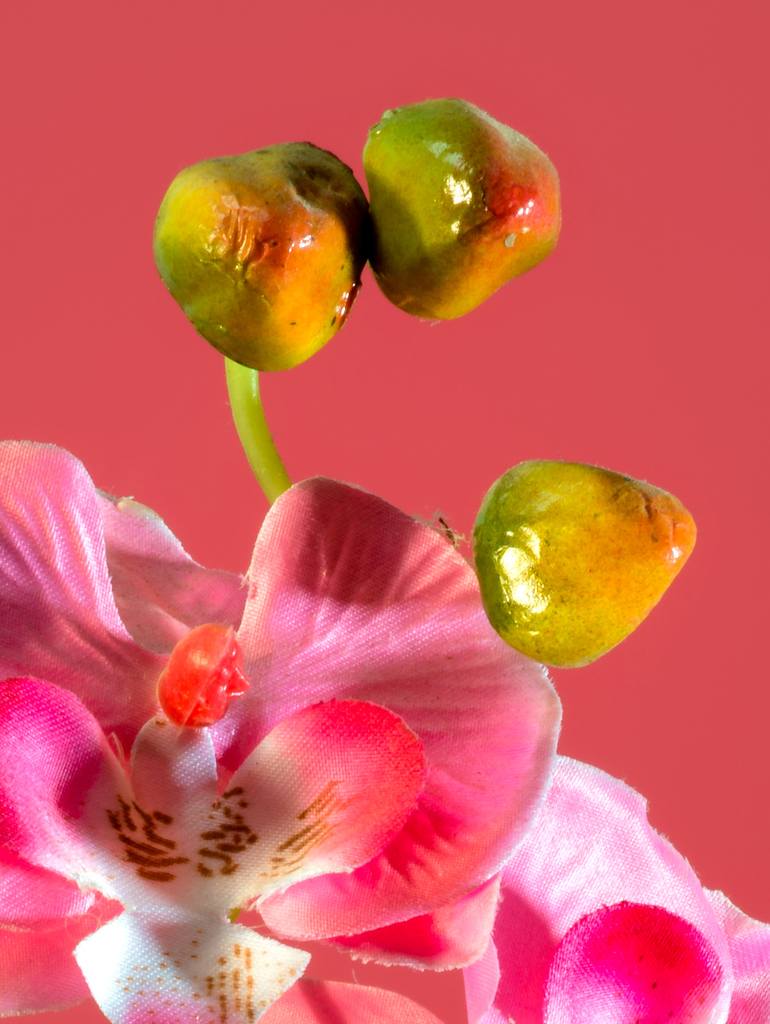 Original Fine Art Floral Photography by Yigal Pardo