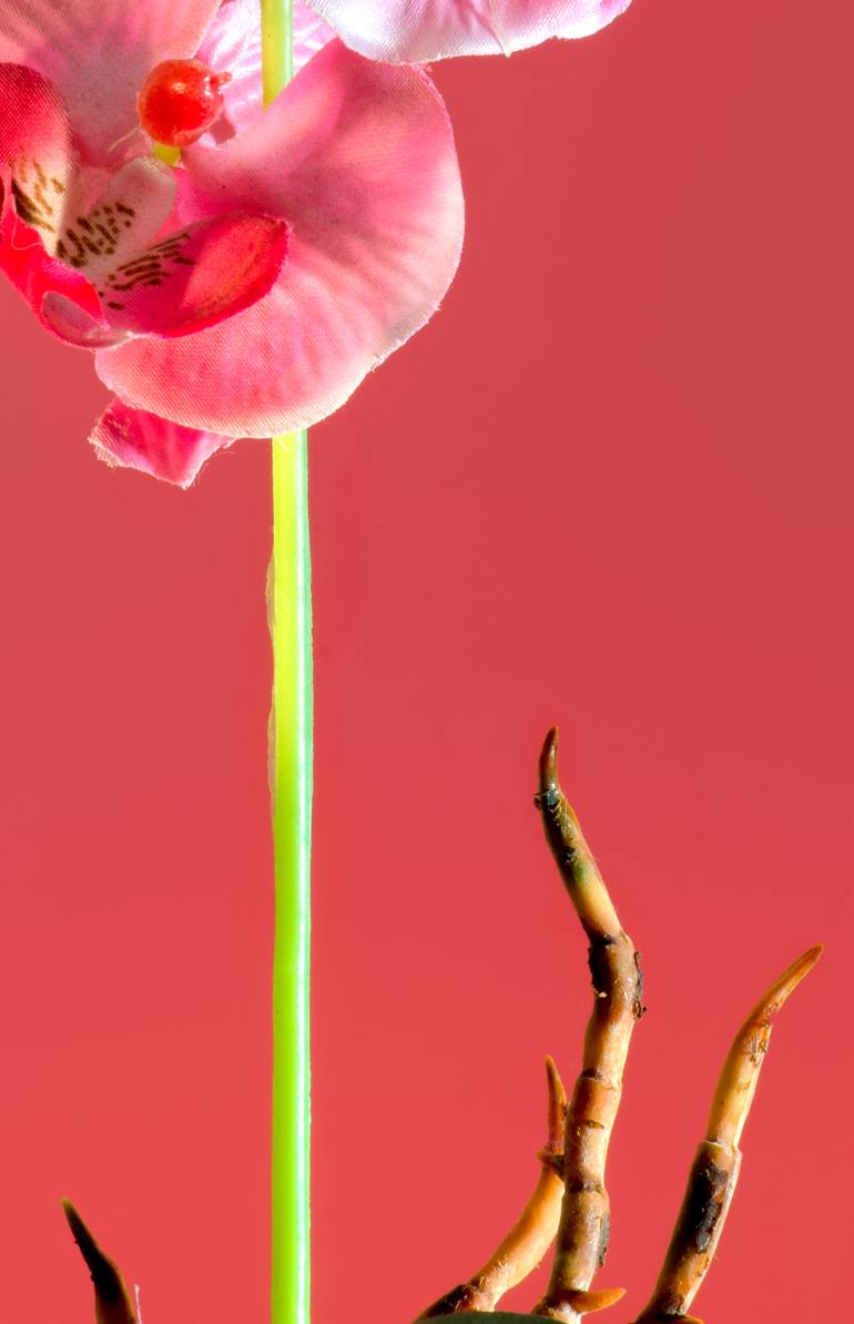 Original Floral Photography by Yigal Pardo