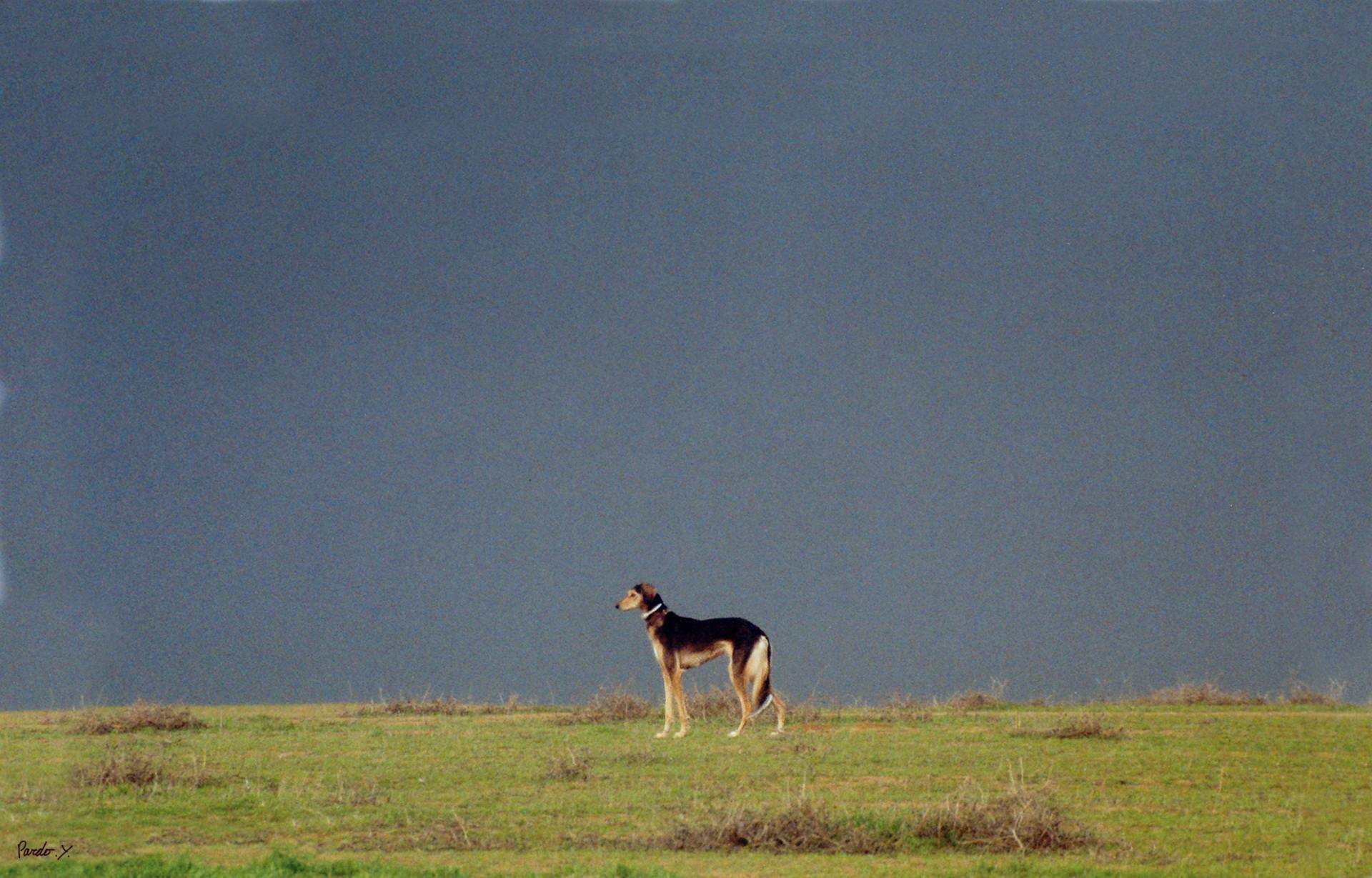 Flourish desert dog Edition of Photography by Yigal Pardo