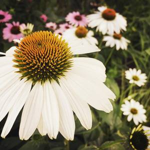 Collection Flowers