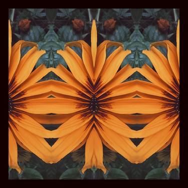 Original Abstract Floral Photography by Camile O'Briant
