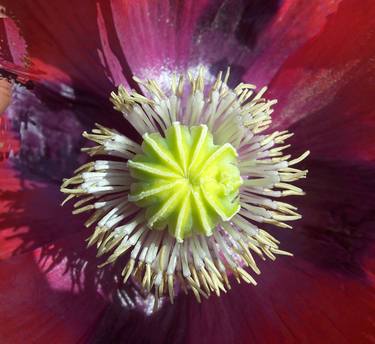 Dramatic poppy! thumb