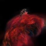 Red passion by Persefoni Balkou