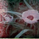 For Ian by Robin Cracknell