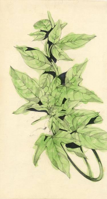 Original Expressionism Botanic Drawings by Federico Cortese