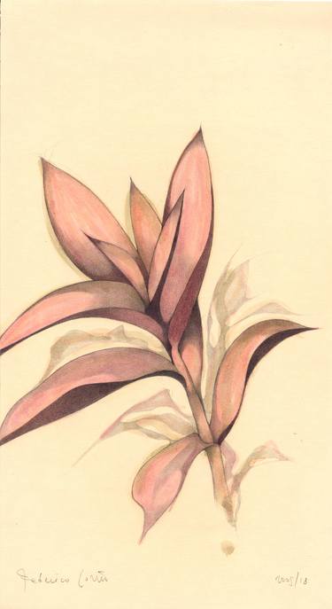 Original Botanic Drawings by Federico Cortese