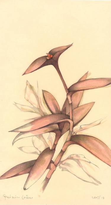 Original Expressionism Botanic Drawings by Federico Cortese