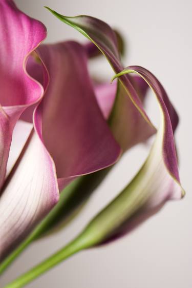 Original Floral Photography by Jonathan Nourok