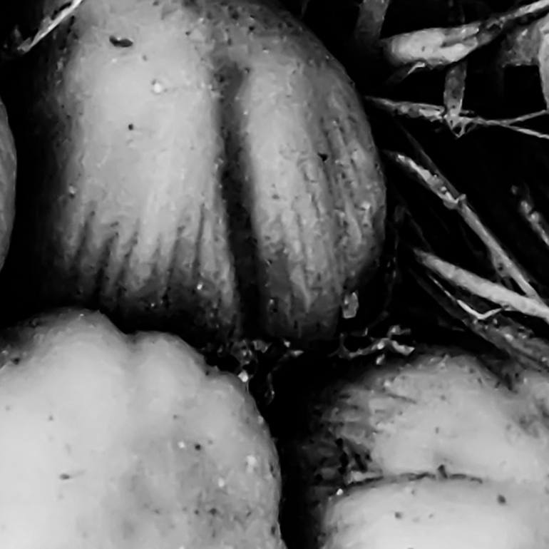 Original Photorealism Nature Photography by Charles Letbetter