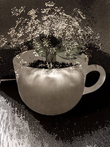 Original Still Life Photography by Nasrin Barekat