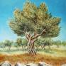 Collection Olive trees