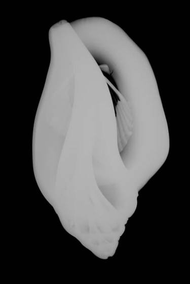 Elegant Shell- Black and White X-ray photography, Print/Plexiglass Mount,  Artist Proof 1 of 7 thumb