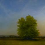 Oldfield by Karna Bonwick