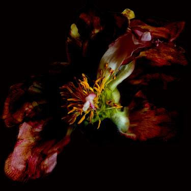 Original Abstract Floral Photography by Caryn Baumgartner