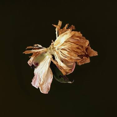 Original Abstract Floral Photography by Caryn Baumgartner