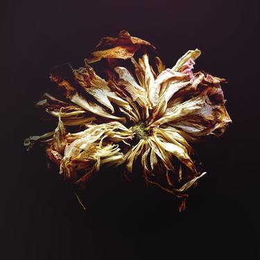 Original Abstract Floral Photography by Caryn Baumgartner