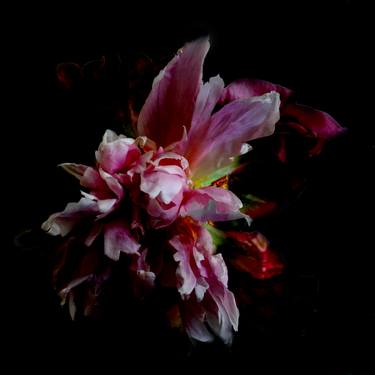 Original Floral Photography by Caryn Baumgartner