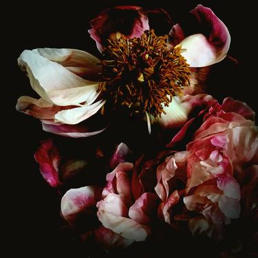 Original Abstract Floral Photography by Caryn Baumgartner