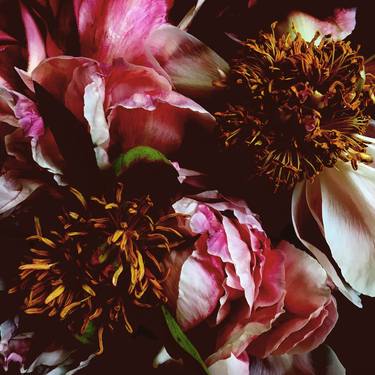 Original Abstract Floral Photography by Caryn Baumgartner