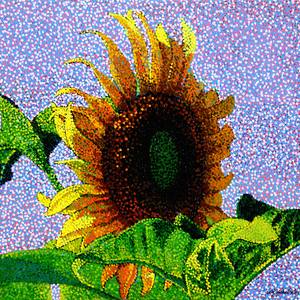 Collection Sunflower