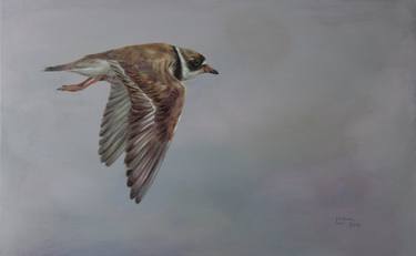 Plover in flight thumb