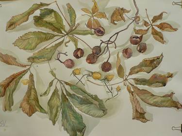 Print of Botanic Drawings by Victoria Merenkova