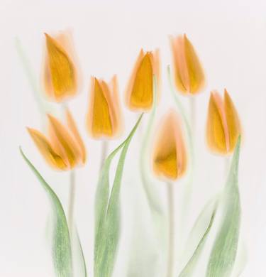 Print of Illustration Floral Photography by Brian R. Haslam