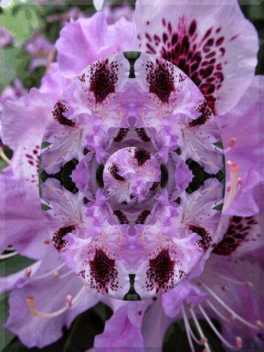 Print of Abstract Botanic Photography by Kenneth Grzesik