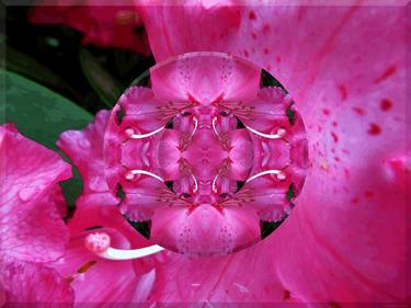 Print of Abstract Floral Photography by Kenneth Grzesik