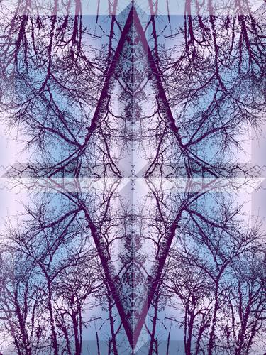 Print of Abstract Tree Photography by Kenneth Grzesik