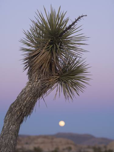 Moon Rising at Joshua Tree - Limited Edition of 35 thumb