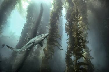 Blue Shark in the kelp Forests of Catalina - limited edition of 20 thumb