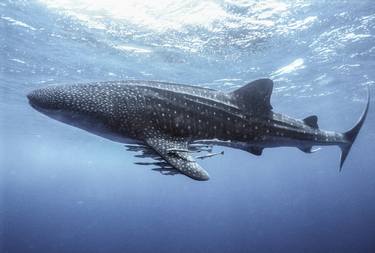 Whaleshark in Kenya - limited edition of 45 thumb