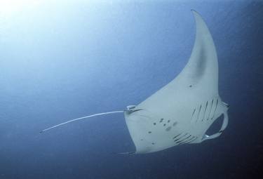 Manta Ray Flying - 1 of 25 limited edition thumb